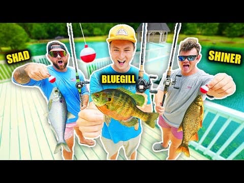 1v1v1 LIVE BAIT Fishing Challenge (BlueGill, Shiner, & Shad!)