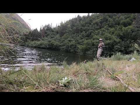 Sockeye Salmon at West Swan Lake Alaska