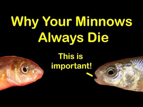 How to Keep Bait Minnows Alive at Home &amp; 6 Reasons They Die