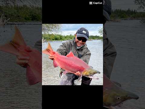 Alaska! #flyfishing #salmon #salmonfishing #alaska #fishing