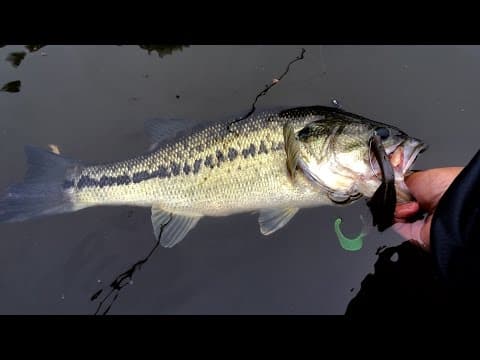 Losing a $300 Rod?!?! Bass Fishing at the Occoquan Reservoir in VA