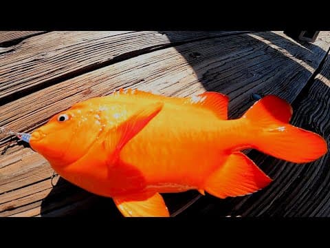 Catalina Island fishing with a tiny rod quick trip