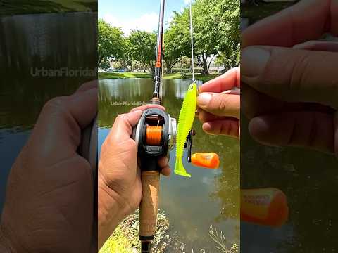 😮‍💨that cast my goodness #urbanfloridafishing #bassfishing #fishingvideos #floridafishing