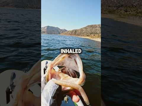 How to Fish Wacky Rig Senko! #fishingvideo #bassfishing