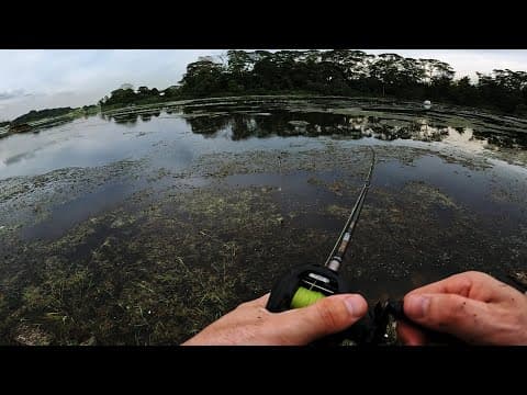 BIG FISH LIVE HERE! Fishing in a shallow reservoir in Singapore.