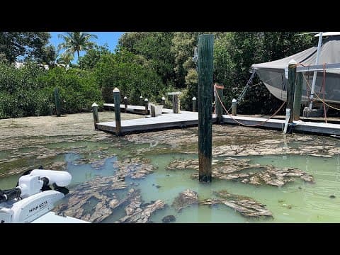 Stinky &#39;snot grass&#39; algae clogging water off Anna Maria Island