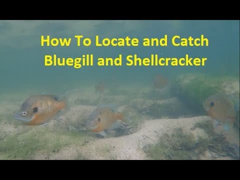 How to find and catch loads of bluegill and shellcrackers.  #breamfishing