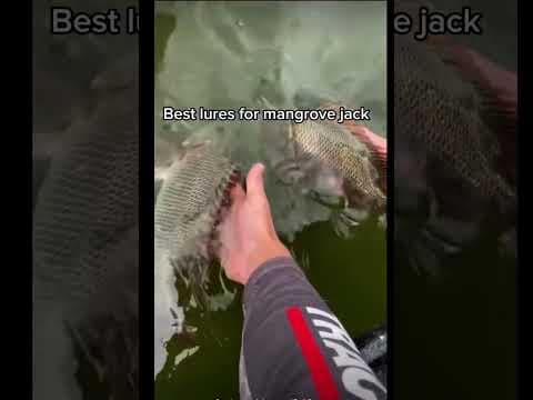 Best lures for mangrove jack  (Best lures for each Aussie fish series PT.8)