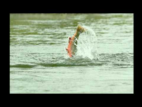 Kanektok River 2016 Dolly Varden on dry fly
