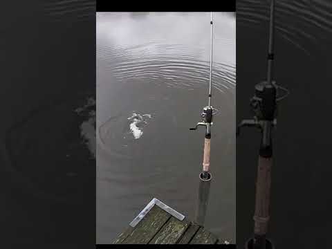 HOW TO CATCH PIKE 97.5% OF THE TIME IN LOCAL LAKES (fishing pike)