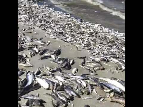 Indian River Lagoon Fish Kill