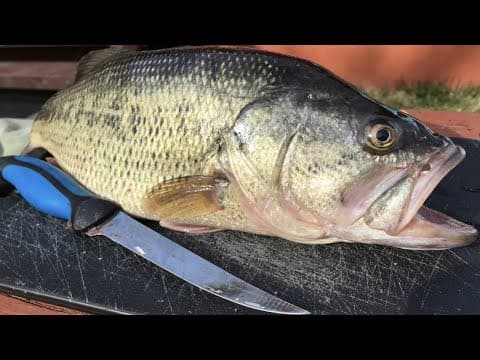 How To: Fillet a Bass Like a Pro - Boneless Bass No Gutting - Step by Step