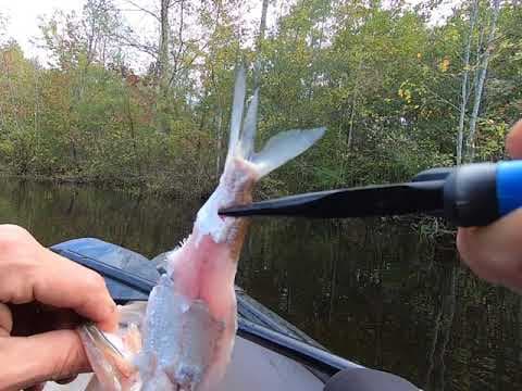 HOW IS THIS EVEN POSSIBLE IN A POND, BASS SWALLOWS SHAD??