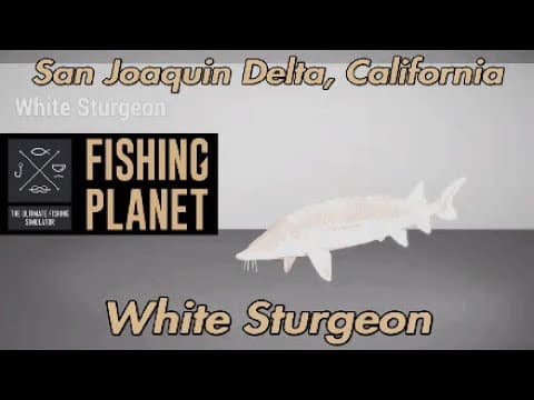 Fishing Planet White Sturgeon San Joaquin Delta California Guide