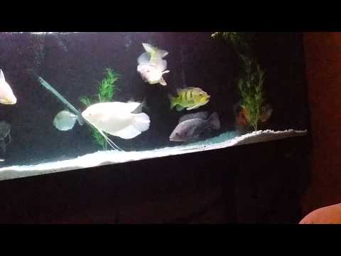 Odd peacock bass behavior