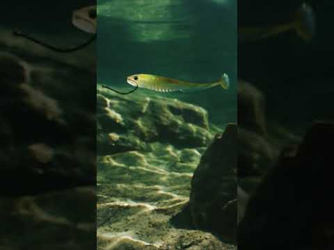 Cory Johnston&#39;s GO-TO Dropshot Bait (Unmatched Finesse Swimbait Action)