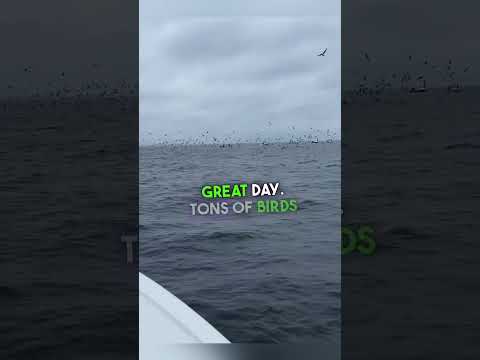 Best Place to Fish in Maryland #chesapeakebay #fishing #stripedbass