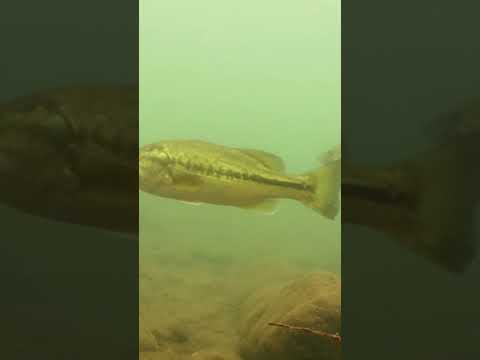 Discover post-storm front bass fishing and learn conditions, behavior, and tackle factors.