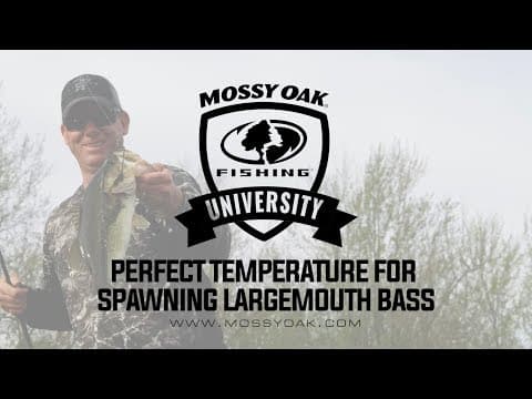 What Temperature Do Largemouth Bass Spawn • KVD Fishing Tips