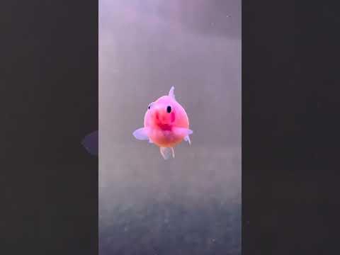 pink fish 🐟 so cute #shorts #viral #awwbeautifulpets #cute #pets #fish