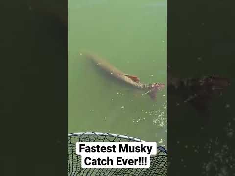 FASTEST SUMMER MUSKY CATCH EVER!!! #bigfish #fishing #fish #musky #shorts #iowa #wisconsin
