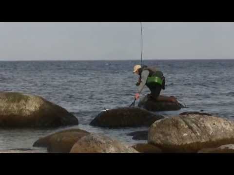 Seatrout Bornholm
