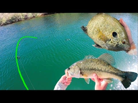 Lake Havasu Fishing is Amazing! (Tons of different fish)