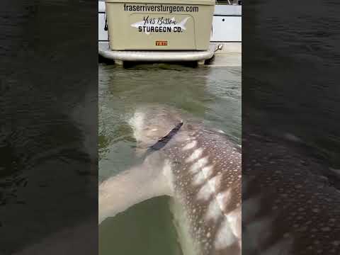 River monsters live here! #fraserriver #sturgeon #fishing #canada #fishwithyves #bc #chilliwack