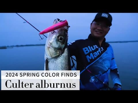 Moonlit Night Fishing: Catching Culter alburnus (Topmouth Culter) in Their Breeding Season!