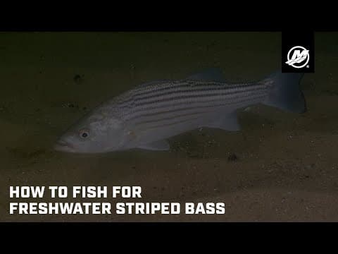 How to Fish for Freshwater Striped Bass