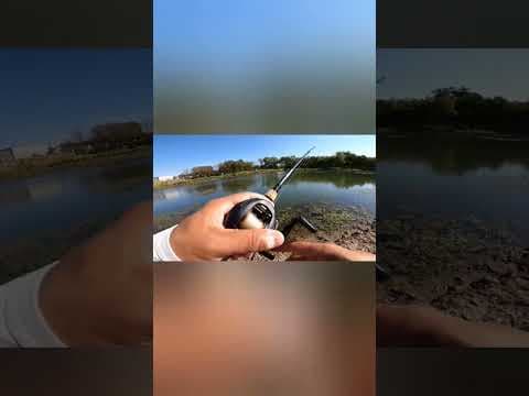 Fishing around dying vegetation‼️ #texas #bassfishing #fishhardprayharder