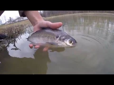 Stocking BIG Shad In My Pond