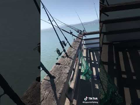 The most crowded Halibut fishing pier in the SF Bay!