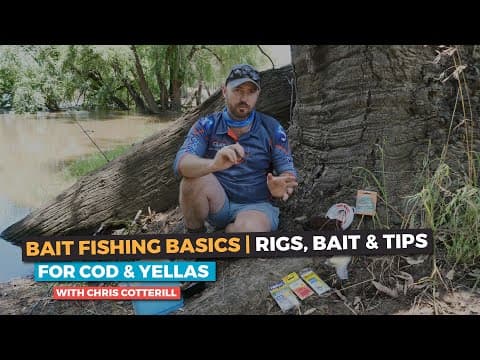 Murray Cod - Bait Fishing Basics | Rigs, Bait & Tips