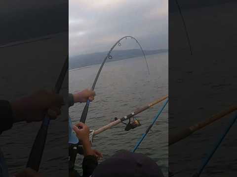 HUGE BONITA HAUL!!!! REDONDO BEACH PIER