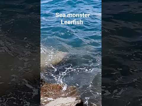 Leccia Amia 🇮🇹 #fishing #ostia