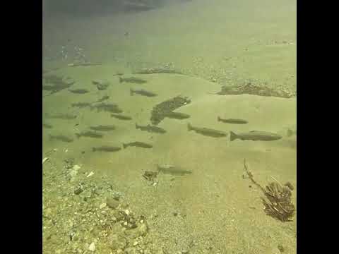 Cutthroat trout migration