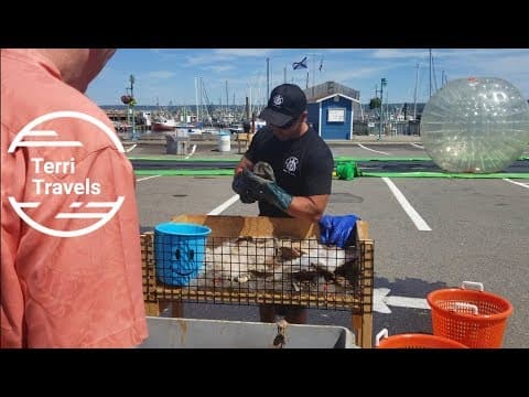 Shucking Scallops in Nova Scotia