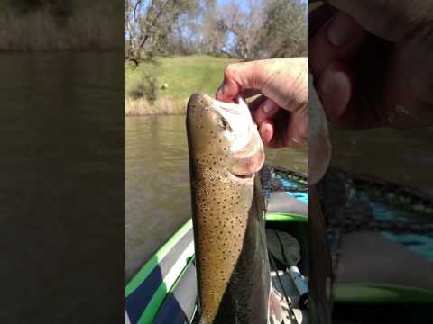 Rainbow trout fishing at Willow Creek, Lake Natoma, Folsom.
