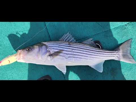 Striper fishing at the California Delta. I lost a BIG Striper!