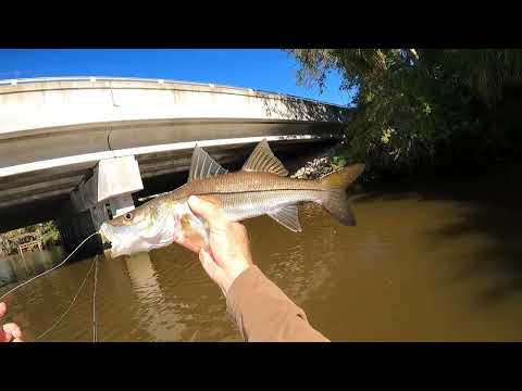 Snook Fishing St  Lucie River | Fishyourassoff.com