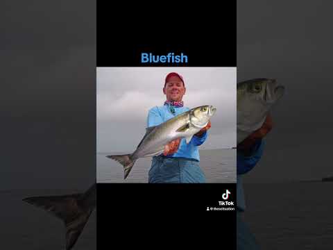 Best fish to catch in Massachusetts