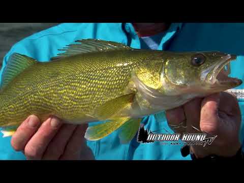 Mid Summer Walleye Techniques from Devils Lake, North Dakota