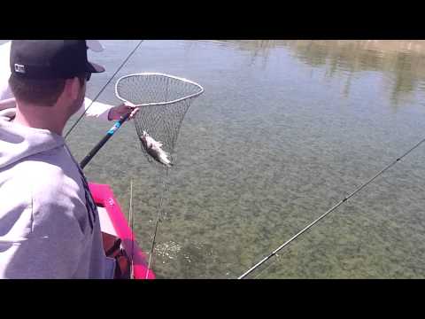Diamond Valley Lake Bass in Heavy Algae