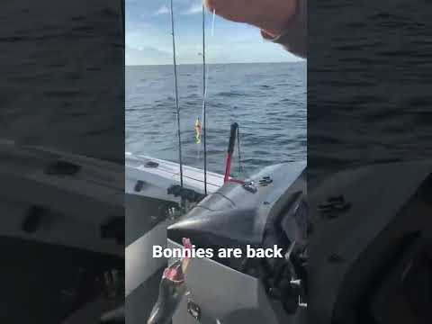 Bonnies smashing trolling minnows hard  #bonito #sydneyfishing #trolling