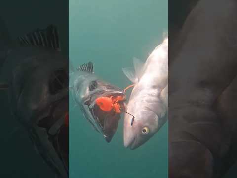 Barracouta attacks! Two fish one Glowbite lure (rare insight).