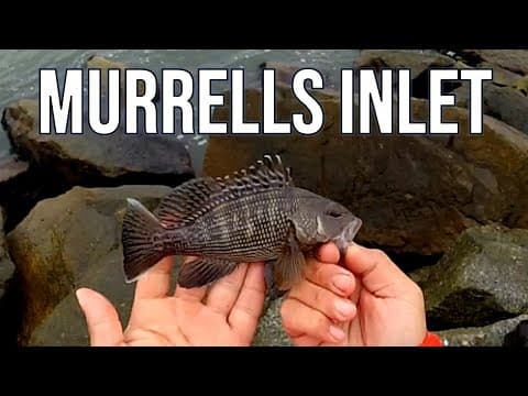 Can&#39;t Catch Them Everytime Fishing Murrells Inlet Jetty