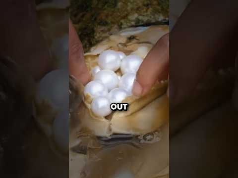 How Oysters Are Tricked Into Making Pearls 🤯