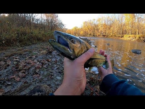 King Salmon and Steelhead - Lake Erie Tributary