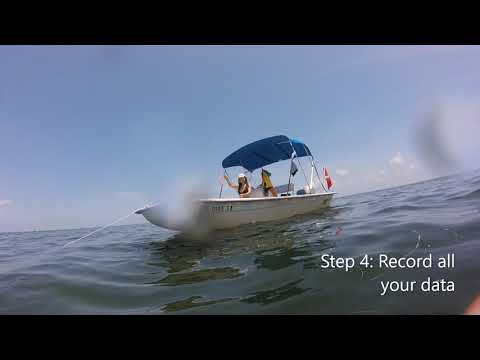 How to throw the perfect seagrass quadrat